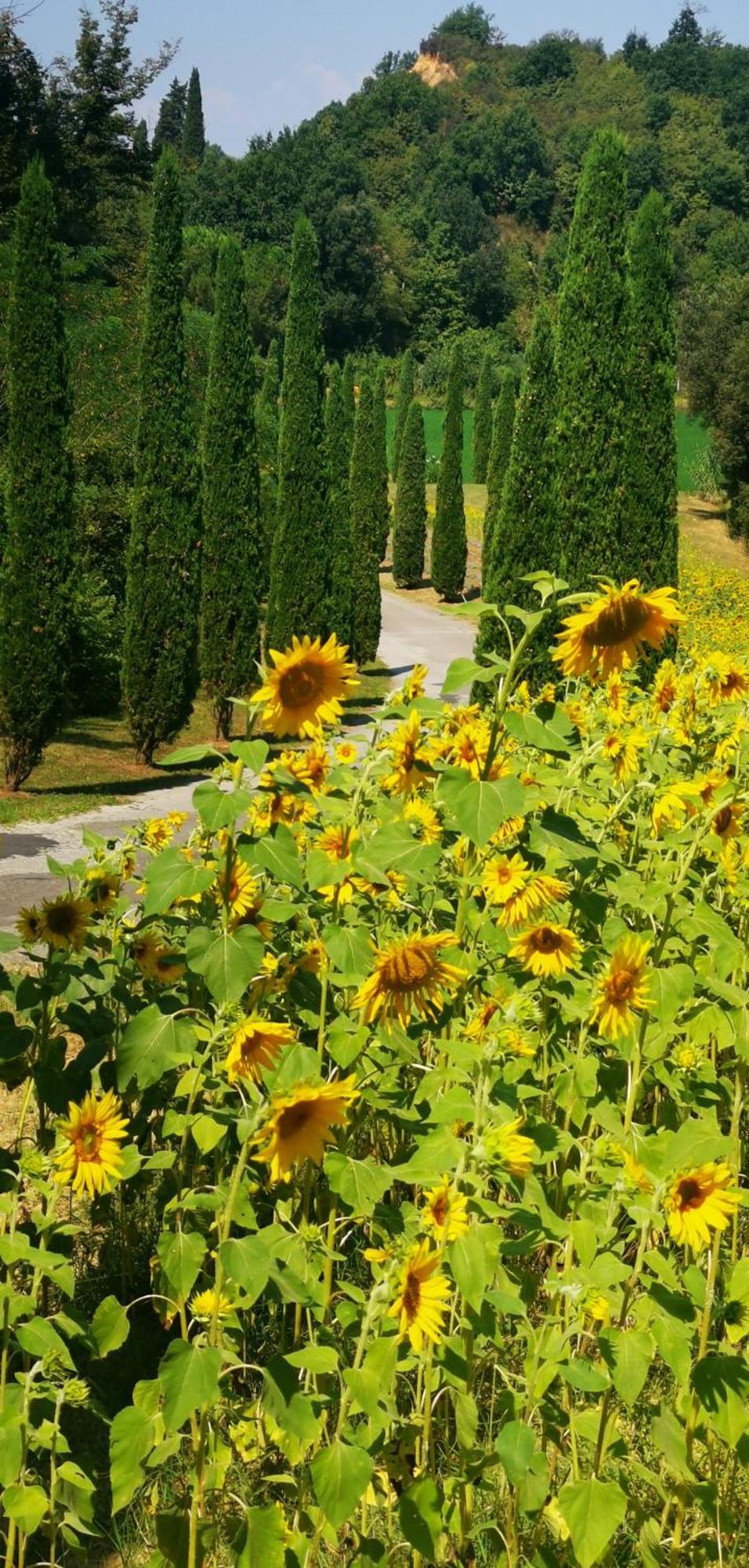 Agriturismo Cascina Cipressa San Romano  Zewnętrze zdjęcie