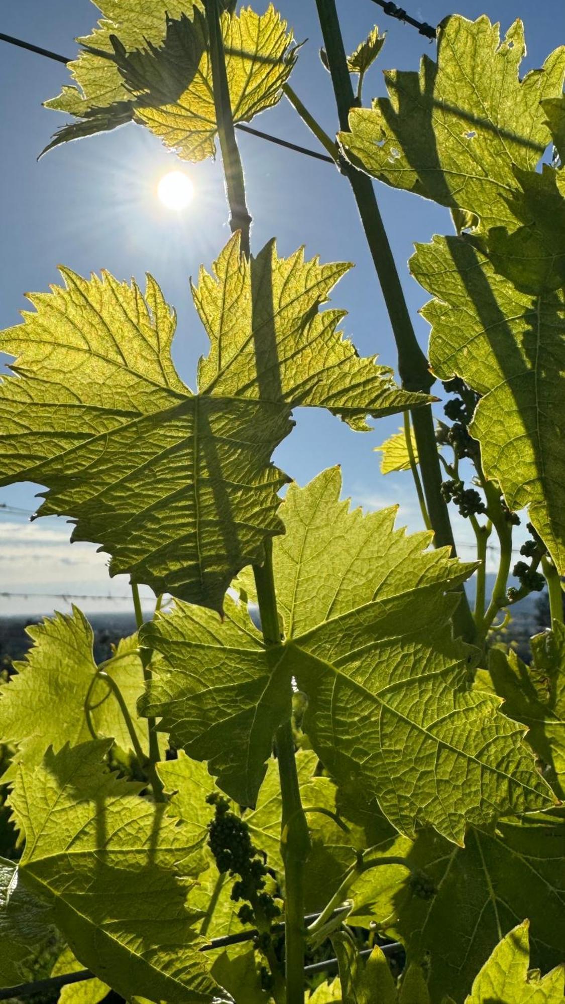 Agriturismo Cascina Cipressa San Romano  Zewnętrze zdjęcie
