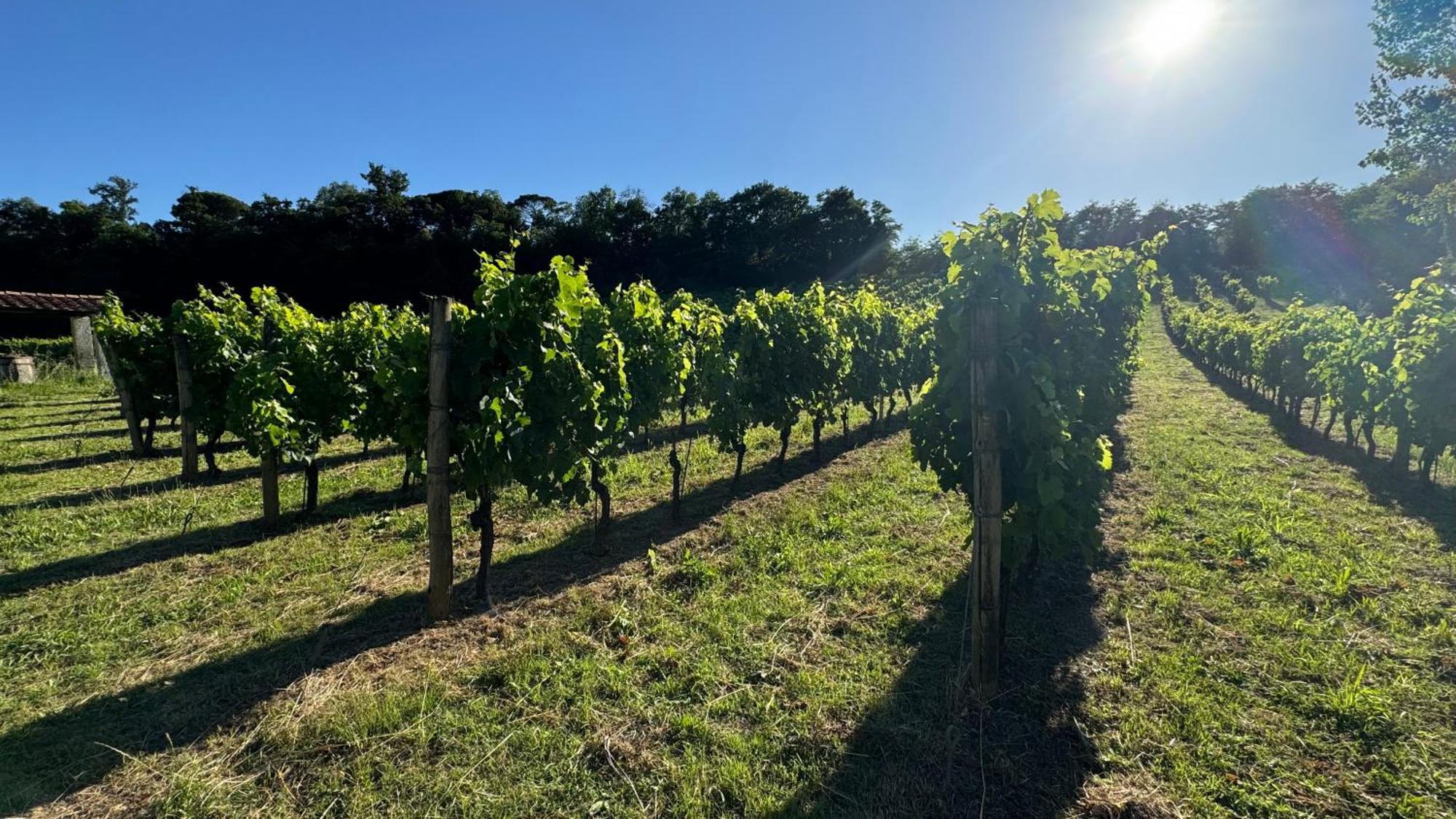 Agriturismo Cascina Cipressa San Romano  Zewnętrze zdjęcie